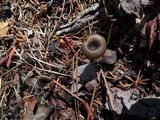 Pseudoclitocybe cyathiformis image