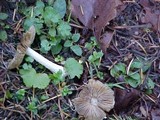 Inocybe sororia image