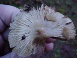 Inocybe sororia image