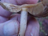 Inocybe sororia image