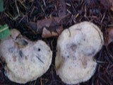 Suillus punctatipes image