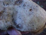 Suillus punctatipes image