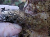 Suillus punctatipes image