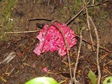 Ramaria araiospora image