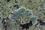 Pyxine sorediata image