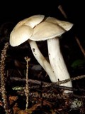 Tricholoma inamoenum image