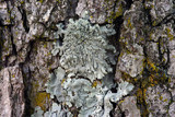 Pyxine sorediata image