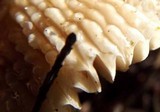 Russula brunneola image