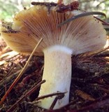 Russula brunneola image