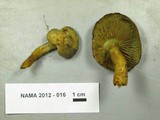 Gymnopilus luteofolius image