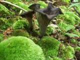 Craterellus fallax image