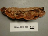 Fomitopsis cajanderi image