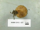Lactarius luculentus image