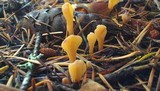 Spathularia flavida image