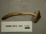 Cortinarius comptulus image