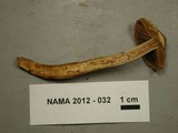 Cortinarius comptulus image
