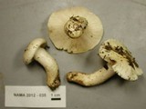 Hygrophorus gliocyclus image