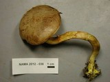 Boletus subtomentosus image