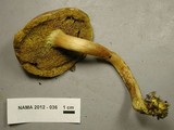 Boletus subtomentosus image