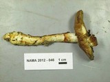Cortinarius glutinosoarmillatus image