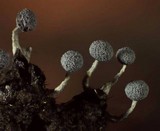 Physarum globuliferum image