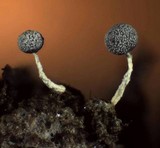 Physarum globuliferum image