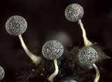 Physarum globuliferum image