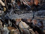 Physarum globuliferum image