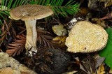 Polyporus tuberaster image