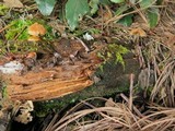 Kuehneromyces lignicola image