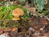 Kuehneromyces lignicola image