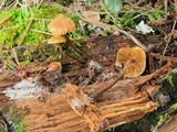 Kuehneromyces lignicola image