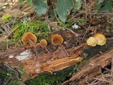 Kuehneromyces lignicola image