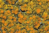 Oxneria fallax image