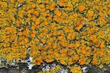 Oxneria fallax image
