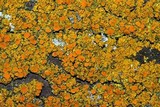 Oxneria fallax image