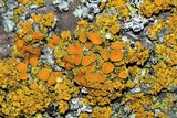 Oxneria fallax image