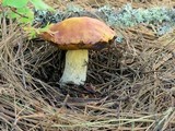 Boletus rubriceps image