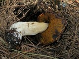 Boletus rubriceps image