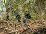 Cortinarius distans image