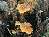 Cystoderma simulatum image