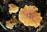 Cystoderma simulatum image