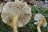 Cystoderma simulatum image