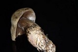 Tylopilus porphyrosporus image