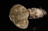 Tylopilus porphyrosporus image