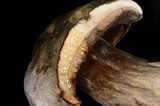 Tylopilus porphyrosporus image