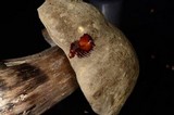Tylopilus porphyrosporus image