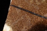 Tylopilus porphyrosporus image