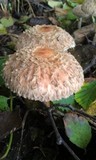Chlorophyllum olivieri image