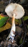 Chlorophyllum olivieri image